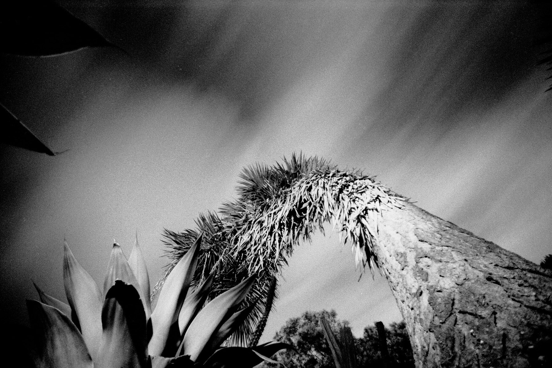 Black and white desert sky over agave