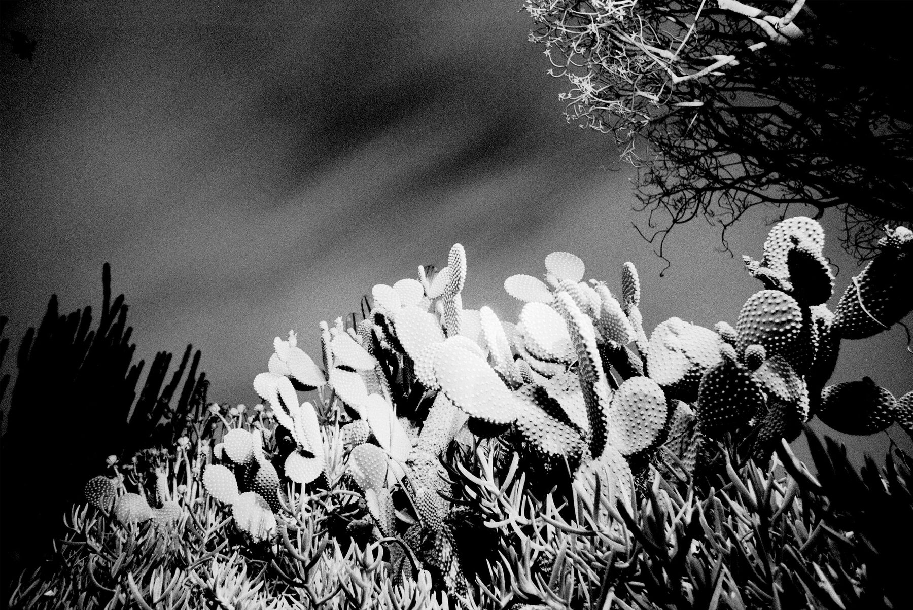 Moody black and white desert cacti